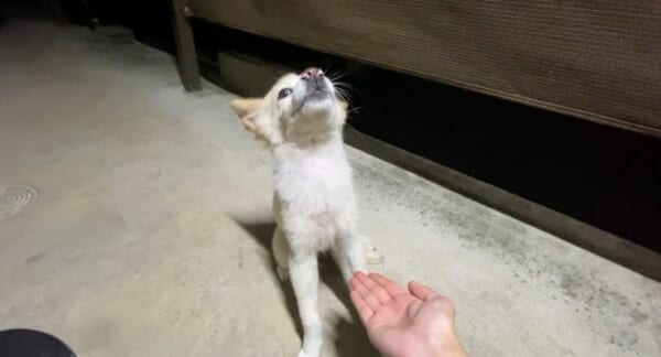 絶対に動かないワン！お手を促すと石化してしまう犬