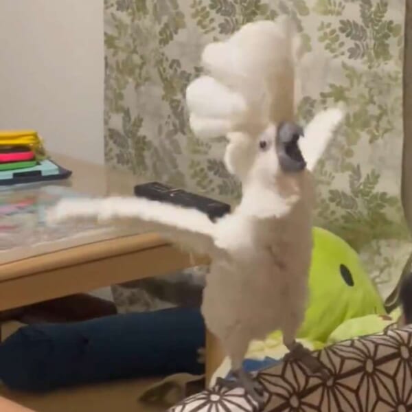 「アニメよりも私を見て！」構ってほしくて猛アピールする白オウムさん
