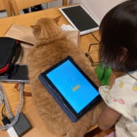 猫の背中をタブレットスタンドに？娘の大胆アイデアに「この発想はなかった」