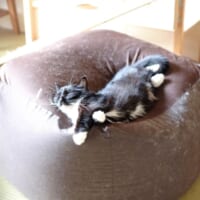 まさに猫をダメにするクッション