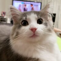 僕のこと見て～！　テレビ鑑賞中の飼い主にゼロ距離妨害する愛猫。