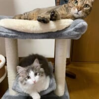 11歳になる先住猫との仲が良好なフィナンシェくん。