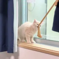 ピンチハンガーから分捕ろうとします。