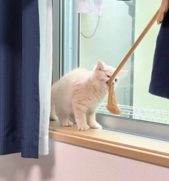 ピンチハンガーから分捕ろうとします。