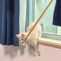 しかし取れないストッキング。ニャらば！