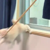 窓から床へ落下する勢いを生かそうとするきなこくん。ニャンという頭脳プレー。
