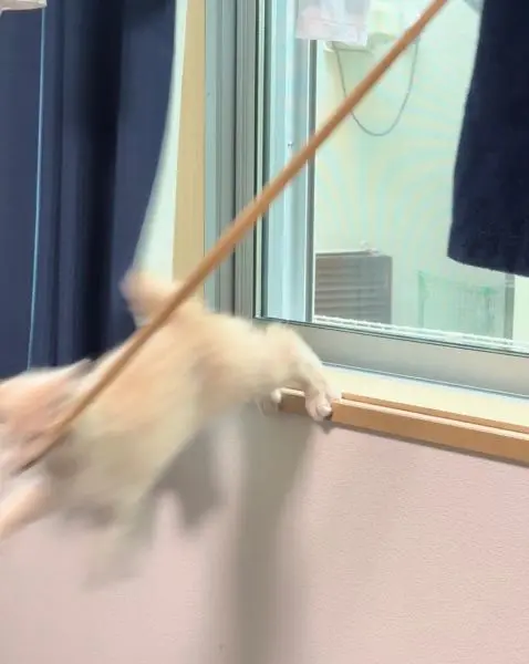 窓から床へ落下する勢いを生かそうとするきなこくん。ニャンという頭脳プレー。