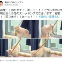 新しい玩具だニャ！手際よく犯行に及ぶ愛猫の一部始終。