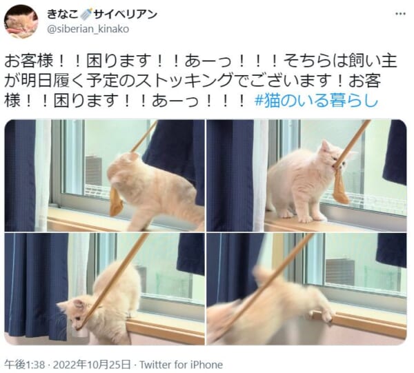 新しい玩具だニャ！手際よく犯行に及ぶ愛猫の一部始終。