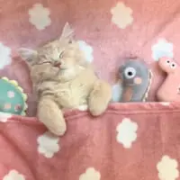 まだ生後3か月のいたずら小僧です。