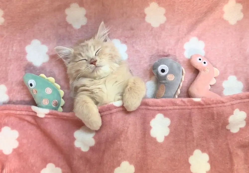 まだ生後3か月のいたずら小僧です。