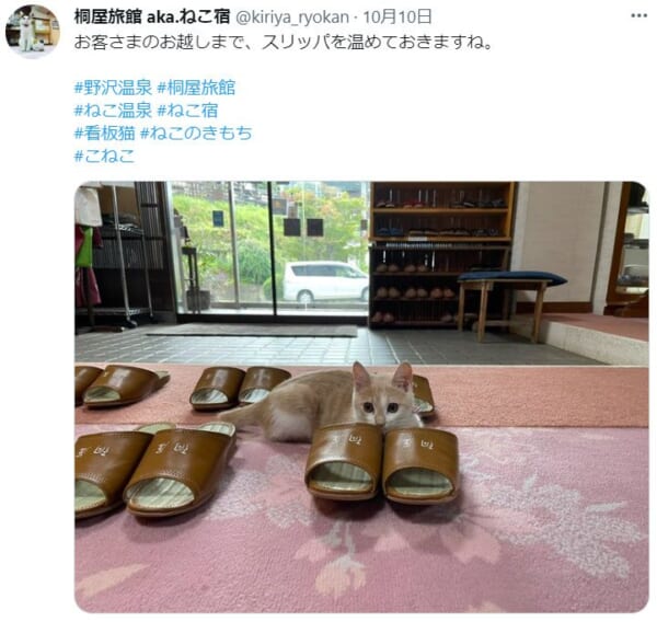 スリッパを温めますニャ。看板猫と触れ合えるねこ宿「桐屋旅館」。