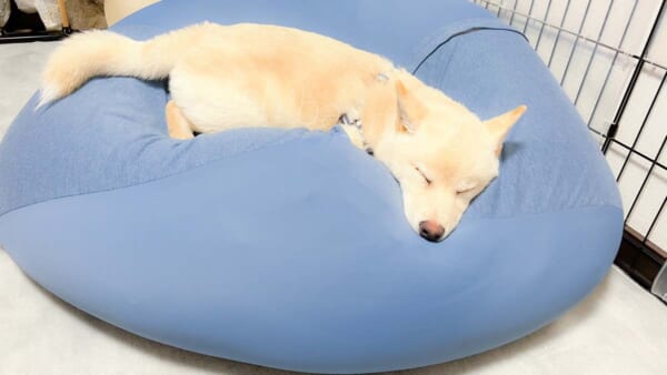 「人をダメにするソファ」で眠るまるくん（まるさん提供）