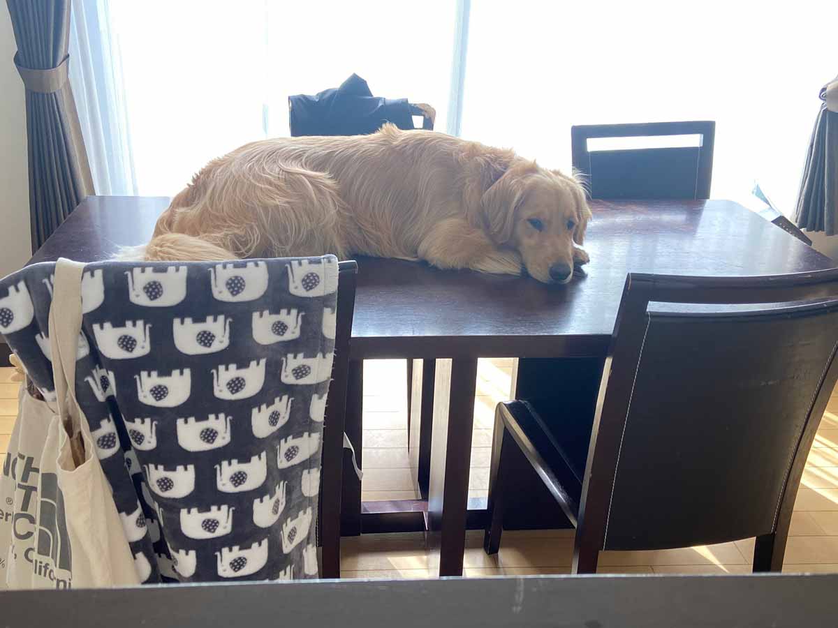 猫を真似しちゃった？テーブルの上で寝そべる大型犬