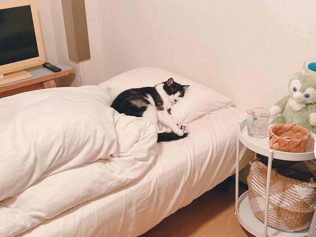 予想はしてたけど……3日がかりでフワフワにしたベッドに一番乗りした猫
