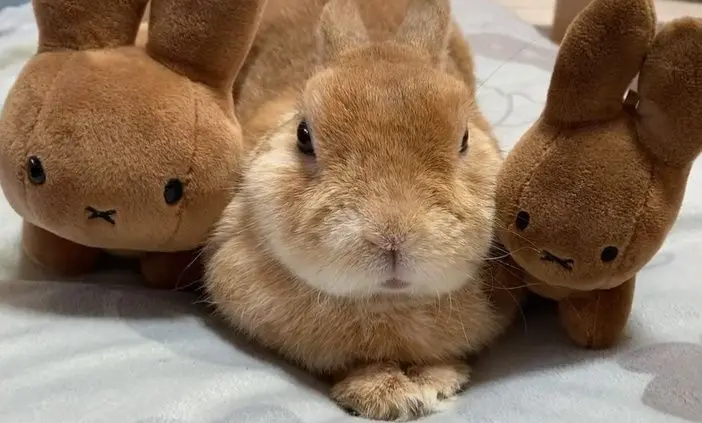 もふもふだぁ～ 仲良しのぬいぐるみとまったりくつろぐうさぎ