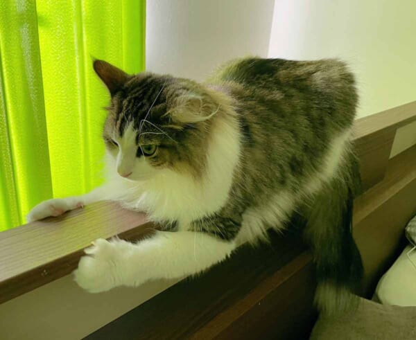まるでモノレールのようにまたがるシィクくん（シィク／猫アカさん提供）