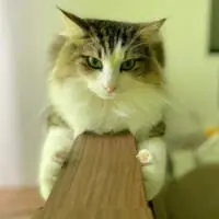 正面から「モノレール」状態の真剣なシィクくん（シィク／猫アカさん提供）