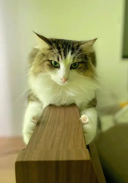 正面から「モノレール」状態の真剣なシィクくん（シィク／猫アカさん提供）