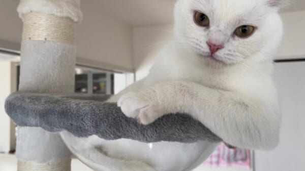 身を乗り出して飼い主さんを誘うしらたまくん（月としらたまさん提供）