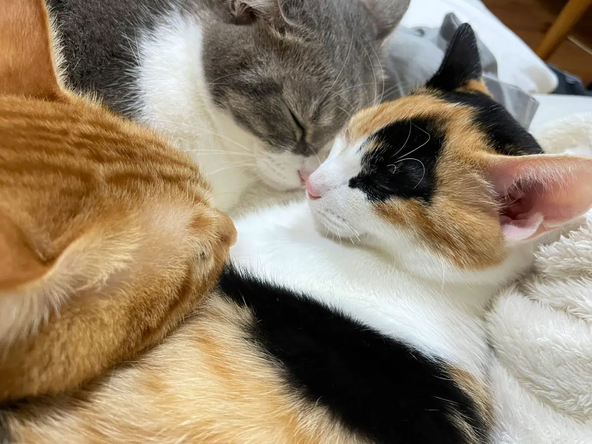セナちゃんも加わった3匹はまるで本当の親子のように仲良しです。