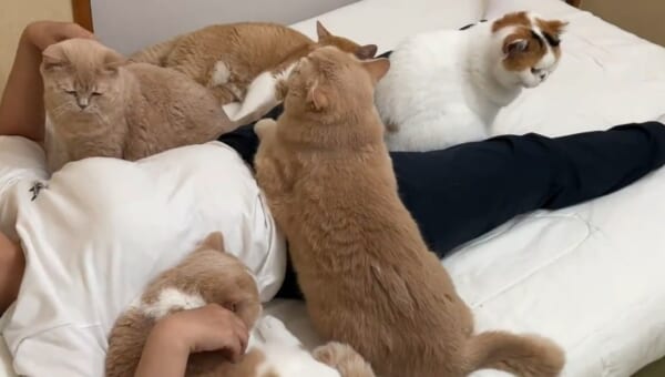 寝ていたら猫に囲まれた・・・・・にゃんて羨ましい