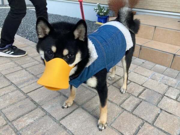 ツイッターに突如現れた謎の「アヒル犬」　インパクト抜群の姿にクスッ