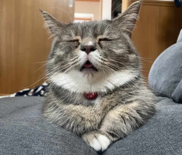 おじいちゃん？お父さん？　猫ちゃんのクセ強めな寝顔に脱力