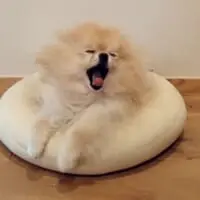大きなあくびをするぽぽちゃん