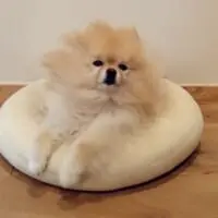 しょぼしょぼとしたお顔に共感