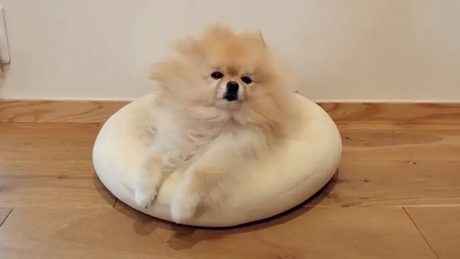しょぼしょぼとしたお顔に共感