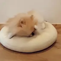 眠たい様子のぽぽちゃん