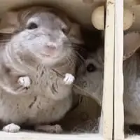 画面の右から一緒に暮らしているチンチラが突然現れる
