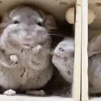 のこちゃんが持っていたリンゴの枝を横取り