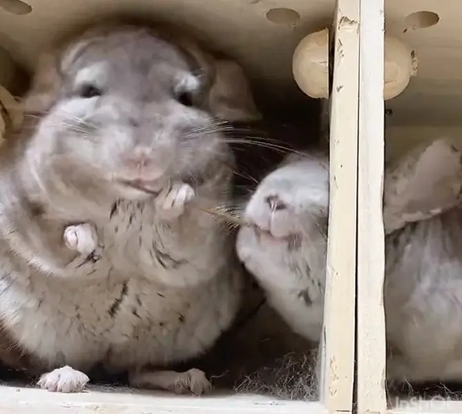 のこちゃんが持っていたリンゴの枝を横取り