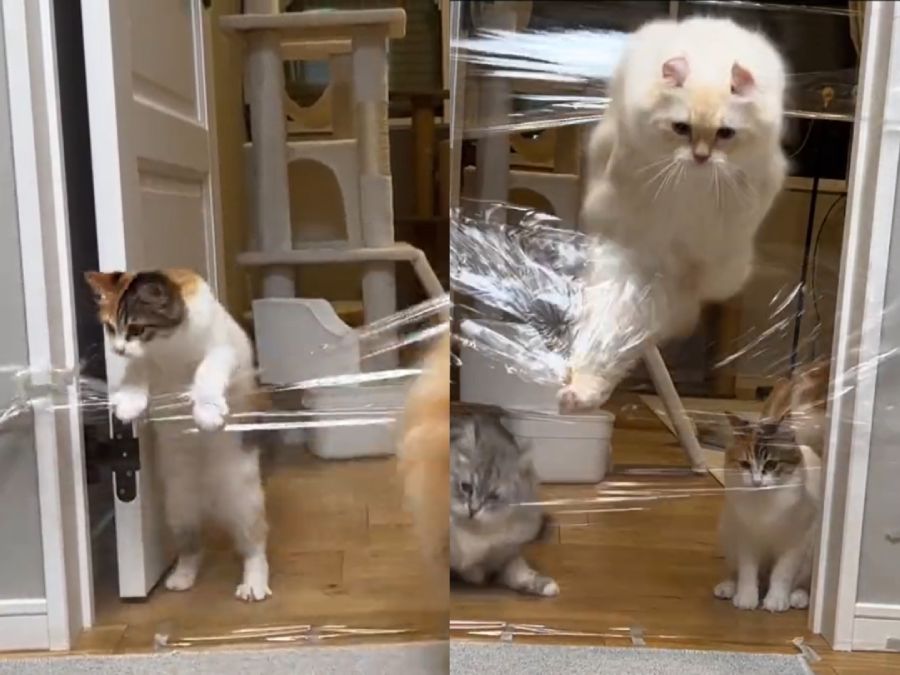 賢い猫とド天然猫の違い　それぞれ異なるラップの壁攻略法に爆笑