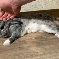 頭をなでられるきゃっぴぃくん