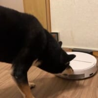 ロボット掃除機を心配するすみくん