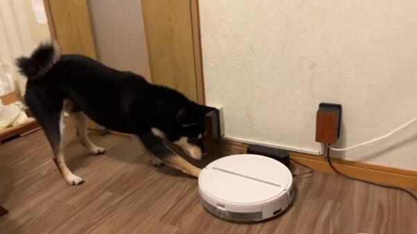 友達が動かなくなっちゃった……ロボット掃除機を心配する黒柴にキュン