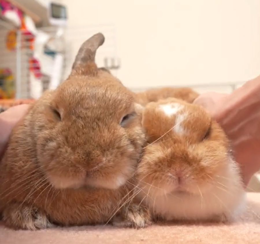 飼い主のマッサージにうっとり……こねくり回されるうさぎが癒やし効果抜群