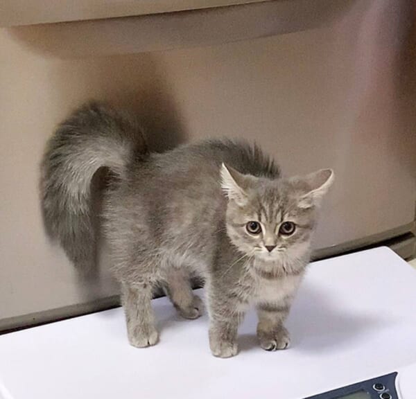 子猫渾身のやんのかポーズ　どう見ても怖さよりかわいさが上回ってしまう