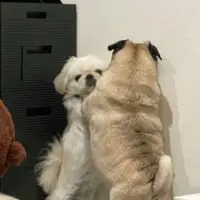 体幹が強い横綱ちゃんと小結ちゃん