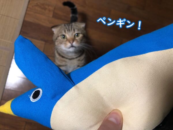新しい玩具をプレゼントされた茶黒丸ちゃん。ペンギン！