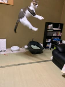 猫さんふっとばされた！テンション爆上げのち真顔で宙を舞う愛猫。