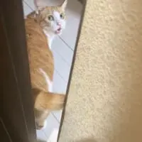 早く出てきてくださいニャ！トイレにまで飼い主をストーキングする猫さん。
