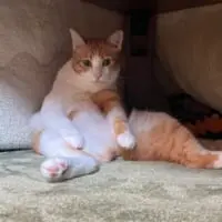 今年もスコ座りでコタツの番人となったぽーちゃん。