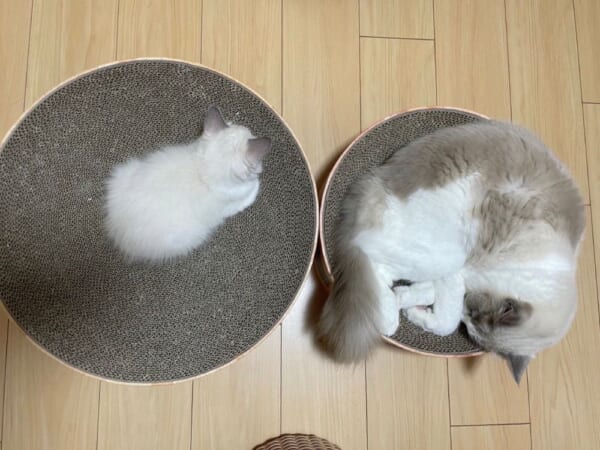 体重差5倍！だけど、真逆のサイズの爪とぎで過ごすラグドールコンビ。
