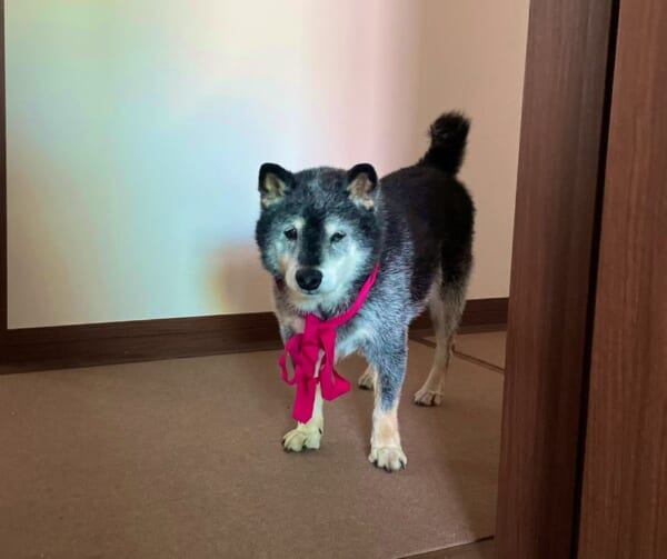 警備疲れたワン。哀愁漂う愛犬の姿が疲れたサラリーマンみたい。
