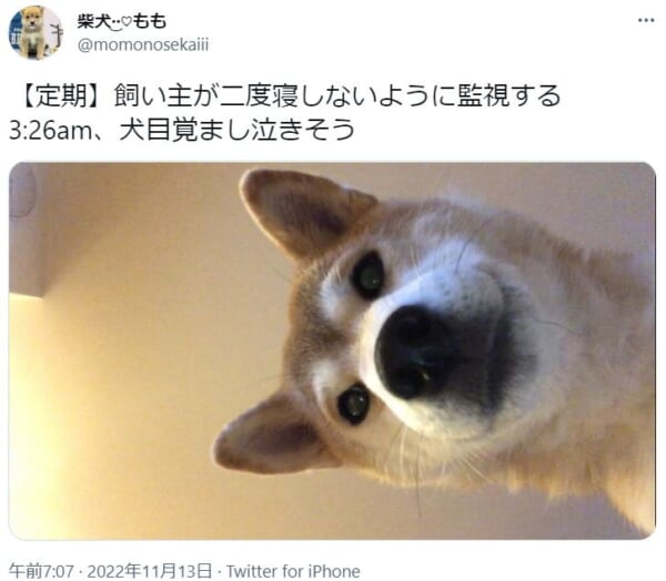 落ち着いて聞いてください、まだ深夜です。愛犬による午前3時の犬目覚まし。
