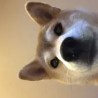 眠っている飼い主一家を覗き込むクセがあるというももちゃん。